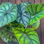 Alokázia (Alocasia) ´DRAGON SCALE´ - výška 25-30 cm, kont. C2L
